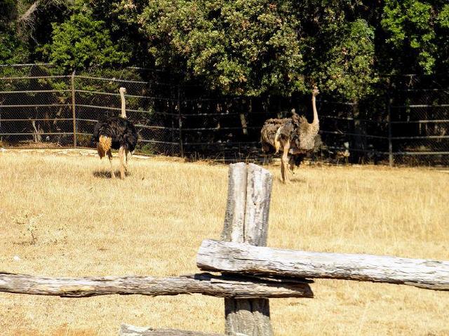 Nationalpark Brioni - Safaripark