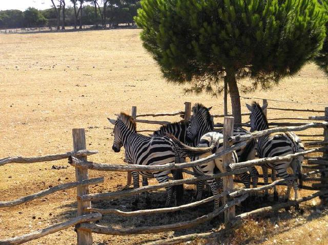 Nationalpark Brioni - Safaripark