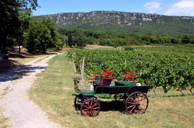 Kroatischer Wein